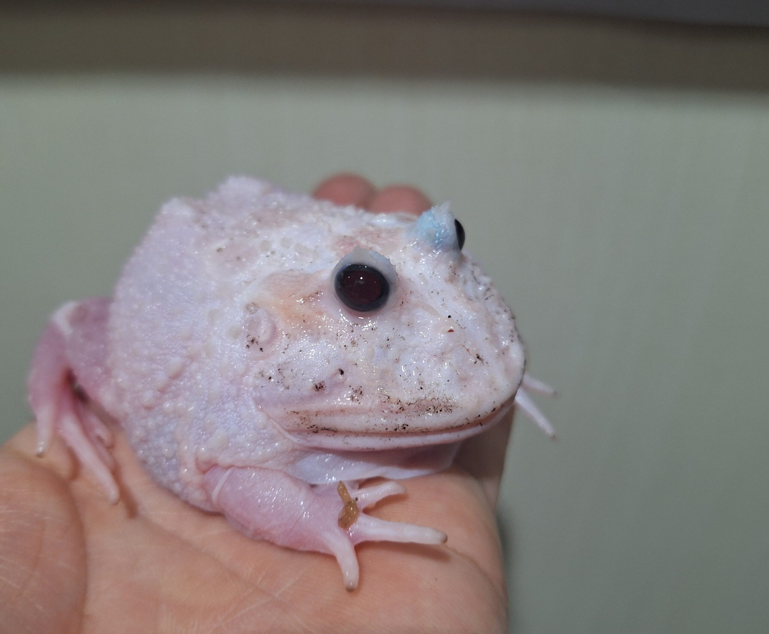 Extreme beauty latest color Cranwell's frog