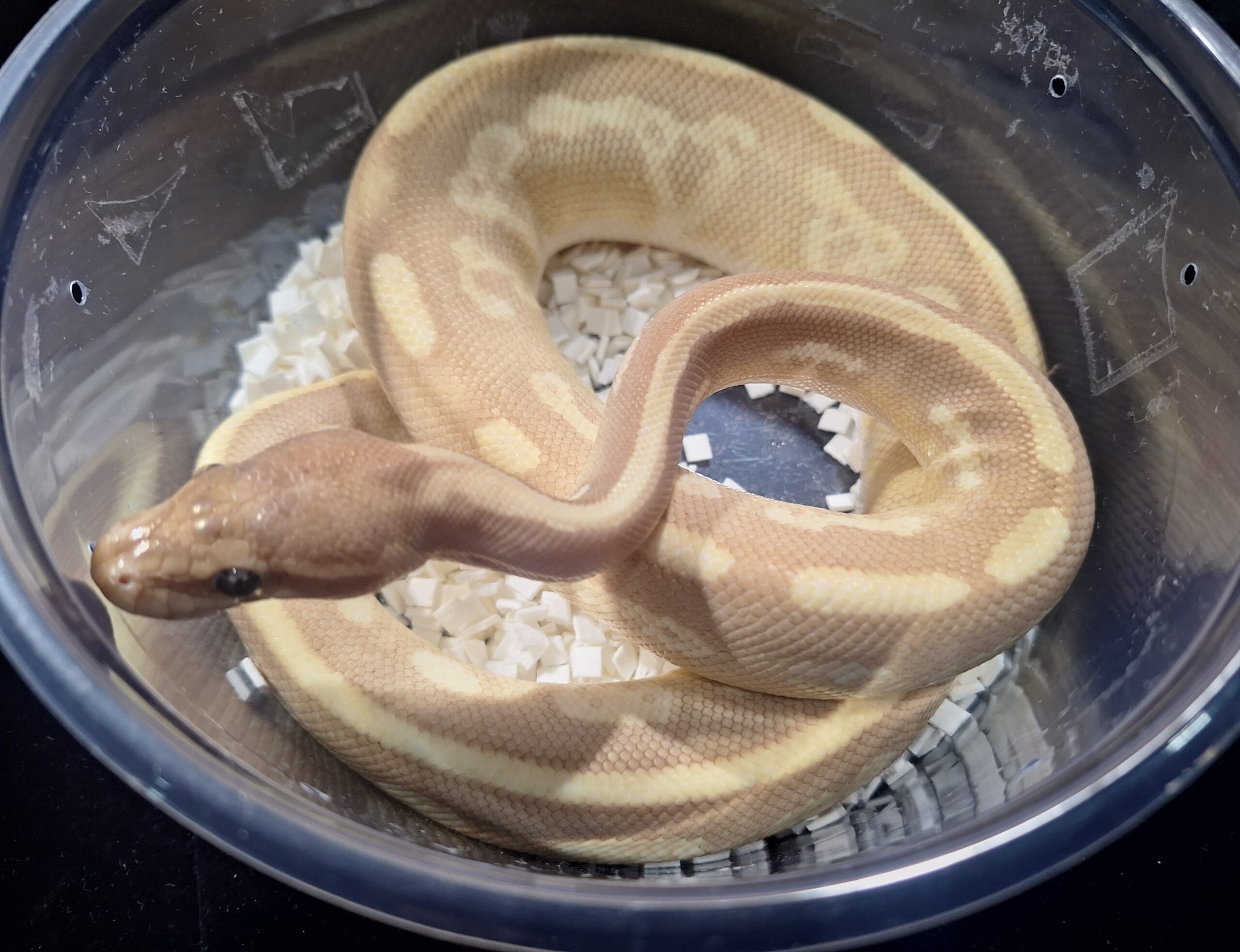 ボールパイソン(バナナモハベスポットノーズイエローベリーhet ボールパイソン(バナナモハベスポットノーズイエローベリーhet