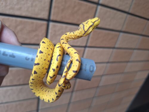 グリーンパイソン（メラウケ）CBベビー - 画像 (14)
