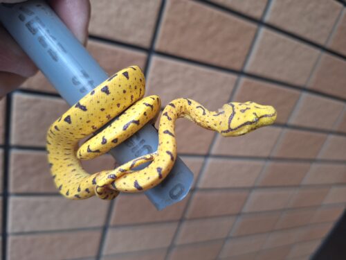 グリーンパイソン（メラウケ）CBベビー - 画像 (4)