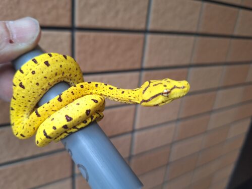 グリーンパイソン（メラウケ）CBベビー - 画像 (11)