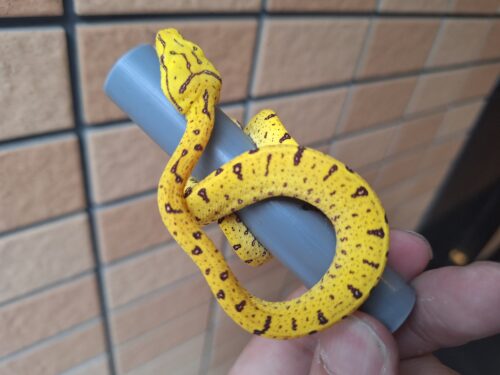 グリーンパイソン（メラウケ）CBベビー - 画像 (6)