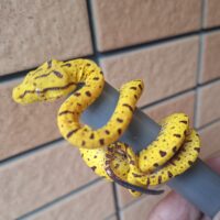 グリーンパイソン（メラウケ）CBベビー