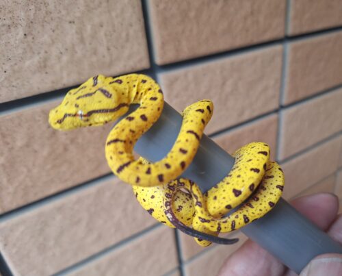 グリーンパイソン（メラウケ）CBベビー