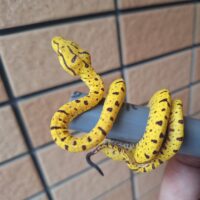 グリーンパイソン（メラウケ）CBベビー