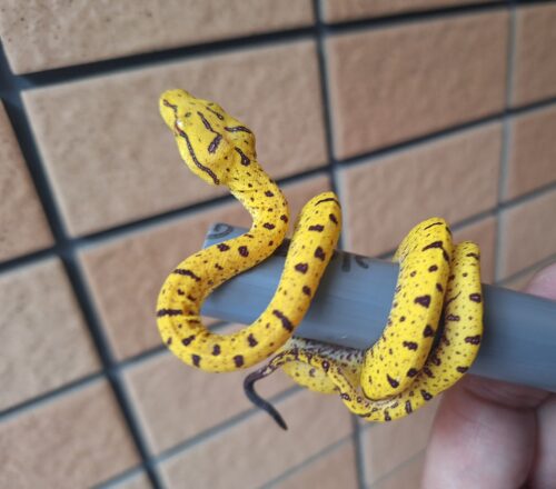 グリーンパイソン（メラウケ）CBベビー - 画像 (2)