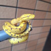 グリーンパイソン（マノクワリ）CBヤング