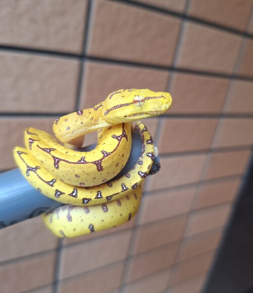 グリーンパイソン（マノクワリ）CBヤング