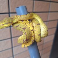 グリーンパイソン（マノクワリ）CBヤング