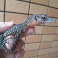 カールシュミットモニター