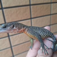 カールシュミットモニター