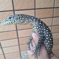 ブルーテールモニター（ソロン）