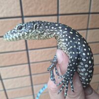 ブルーテールモニター（ソロン）