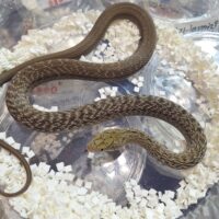 ヨナグニシュウダ（約60cm）メス