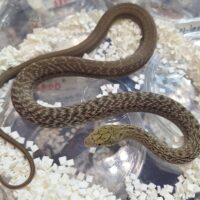 ヨナグニシュウダ（約60cm）メス