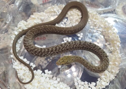 ヨナグニシュウダ（約60cm）メス