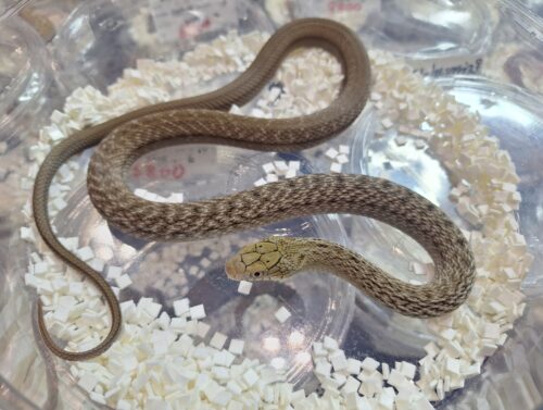 ヨナグニシュウダ（約60cm）メス - 画像 (3)