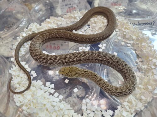 ヨナグニシュウダ（約60cm）メス - 画像 (4)