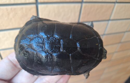 ヒメハコヨコクビガメ（カヘンバドワーフ）甲長約9cm オス - 画像 (8)