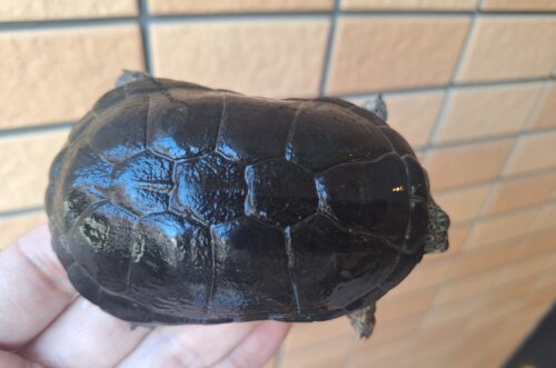 ヒメハコヨコクビガメ（カヘンバドワーフ）甲長約9cm オス - 画像 (3)