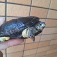 ヒメハコヨコクビガメ（カヘンバドワーフ）甲長約9cm オス