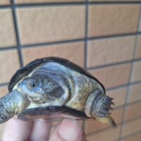ヒメハコヨコクビガメ（カヘンバドワーフ）甲長約9cm オス