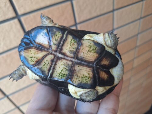 ヒメハコヨコクビガメ（カヘンバドワーフ）甲長約9cm オス - 画像 (9)