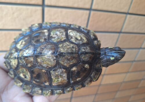 フトマユチズガメ（甲長約10cm）20CB オス - 画像 (6)
