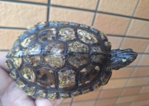フトマユチズガメ（甲長約10cm）20CB オス - 画像 (4)