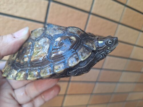 フトマユチズガメ（甲長約10cm）20CB オス - 画像 (3)
