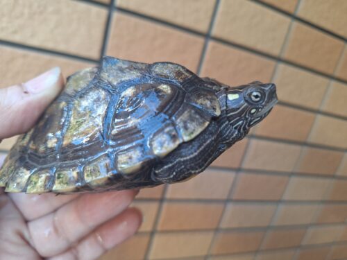 フトマユチズガメ（甲長約10cm）20CB オス - 画像 (5)