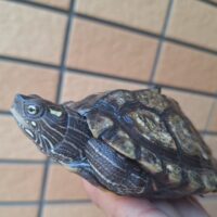 フトマユチズガメ（甲長約10cm）20CB オス