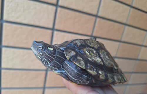 フトマユチズガメ（甲長約10cm）20CB オス