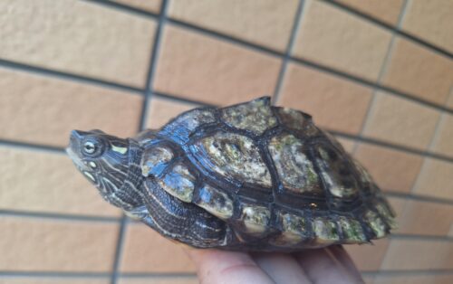 フトマユチズガメ（甲長約10cm）20CB オス - 画像 (8)