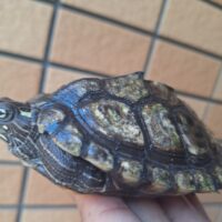 フトマユチズガメ（甲長約10cm）20CB オス