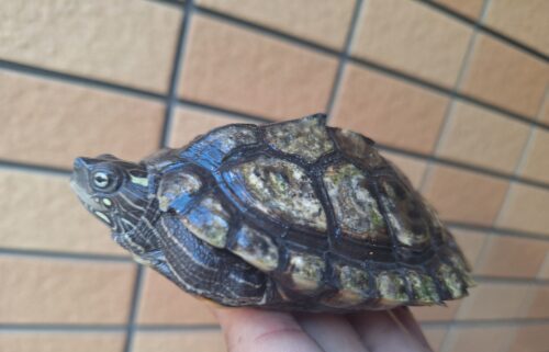 フトマユチズガメ（甲長約10cm）20CB オス - 画像 (2)