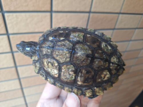 フトマユチズガメ（甲長約10cm）20CB オス - 画像 (9)