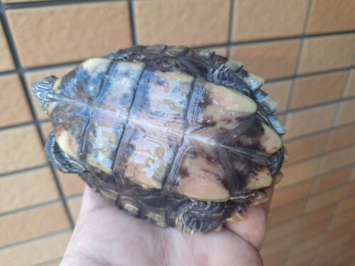 フトマユチズガメ（甲長約10cm）20CB オス - 画像 (7)