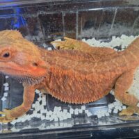 フトアゴヒゲトカゲ（レッドトランスダナー）フルアダルト オス