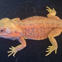 フトアゴヒゲトカゲ（レッドトランスダナー）フルアダルト オス