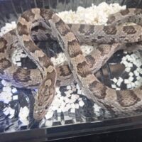 コーンスネーク（アネリスリスティック）約150cm メス