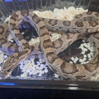 コーンスネーク（アネリスリスティック）約150cm メス