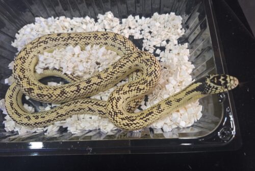 カリフォルニアキングスネーク（約100cm）オス - 画像 (3)
