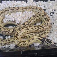 カリフォルニアキングスネーク（約100cm）オス