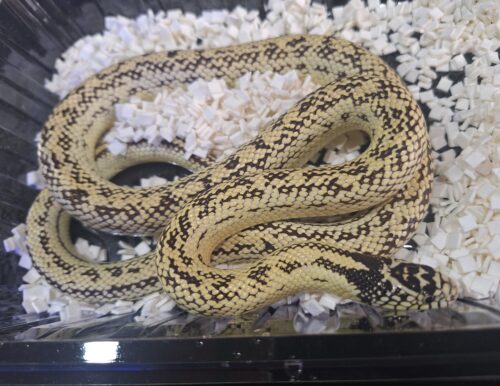 カリフォルニアキングスネーク（約100cm）オス