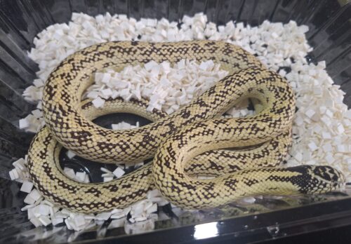 カリフォルニアキングスネーク（約100cm）オス - 画像 (6)