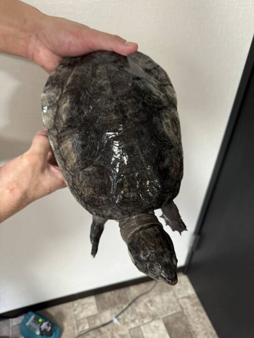 オオアタマヨコクビガメ（デュメリリアーナ）甲長約25cm　オス - 画像 (3)