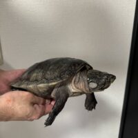 オオアタマヨコクビガメ（デュメリリアーナ）甲長約25cm　オス