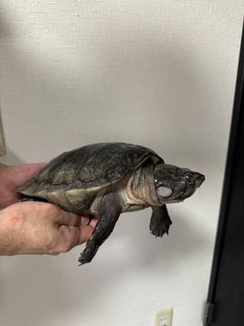 オオアタマヨコクビガメ（デュメリリアーナ）甲長約25cm　オス - 画像 (2)