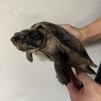 オオアタマヨコクビガメ（デュメリリアーナ）甲長約25cm　オス